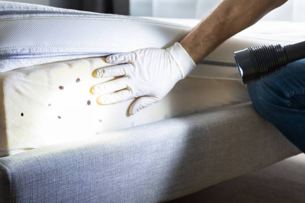 Best Flea Control Services  in Tome, NM