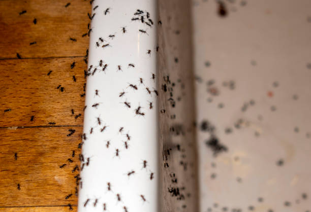 Best Wasp Removal Services  in Tome, NM